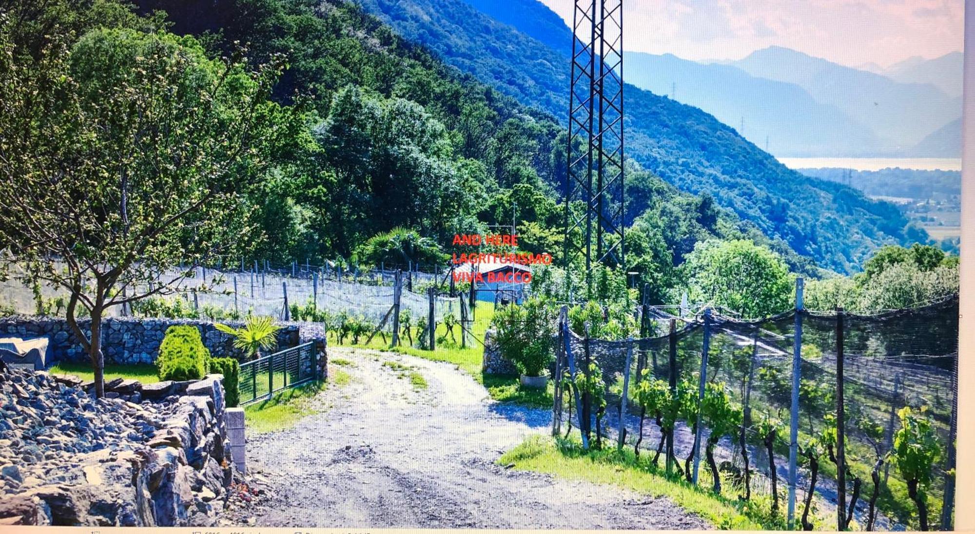 Agriturismo Viva Bacco Gambarogno Exterior foto