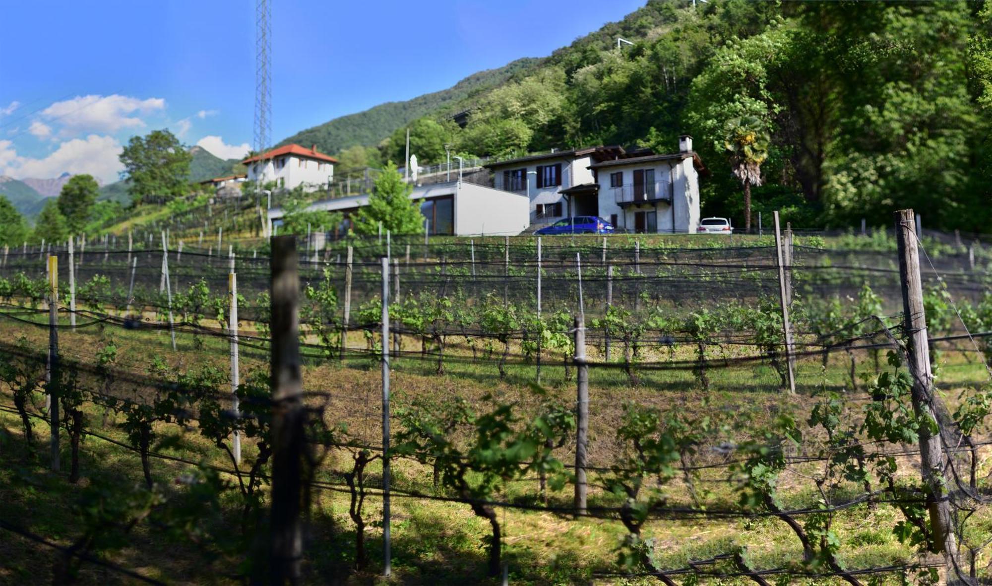 Agriturismo Viva Bacco Gambarogno Exterior foto