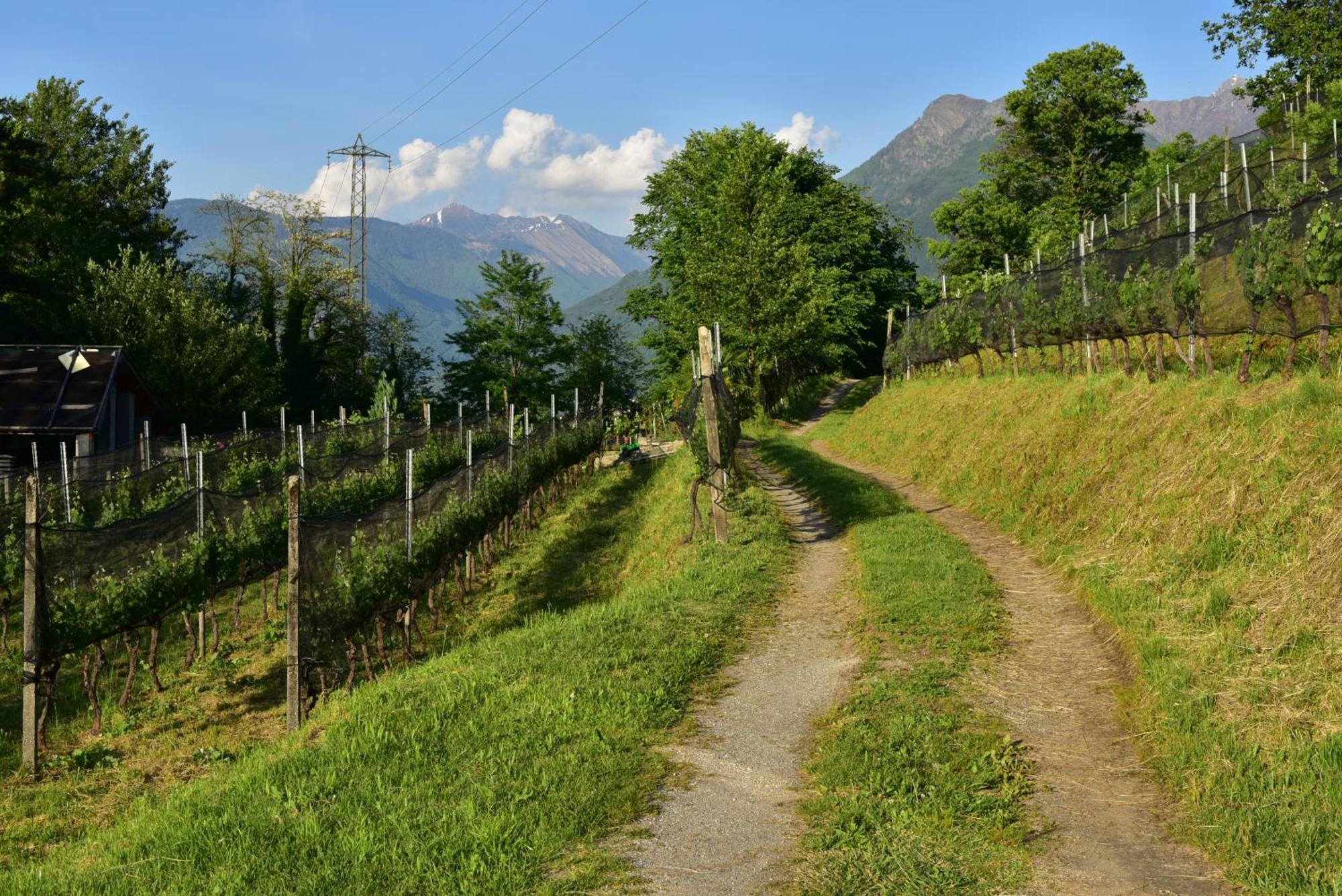 Agriturismo Viva Bacco Gambarogno Exterior foto